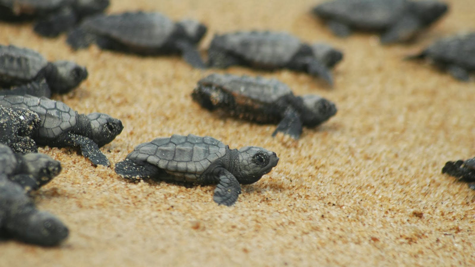 Caretta Caretta Deniz Kaplumbağaları